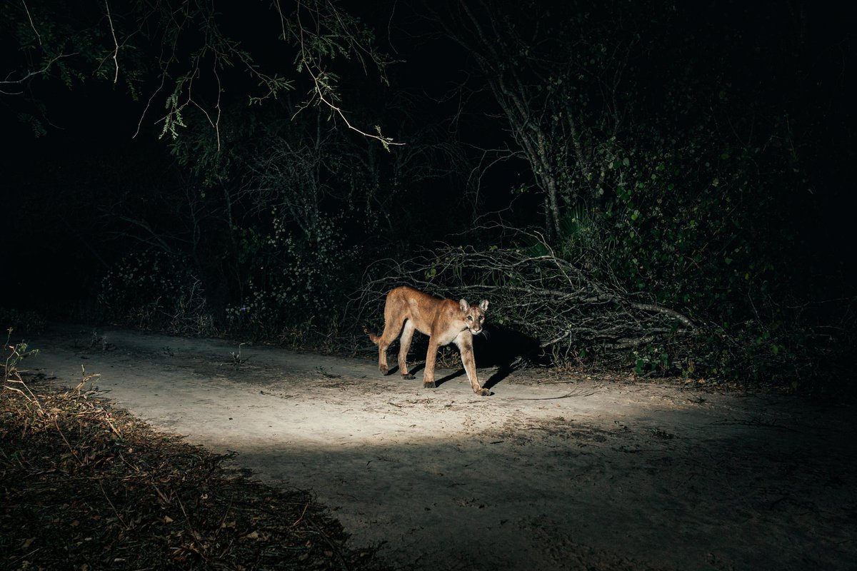 Sebassorera1's tweet photo. Tesoro del Chaco Paraguayo. Puma con color; conocido como "Jagua Pytã en guarani recorriendo el extenso bosque durante la noche con sigilo. Componiendo sin dudas uno de los encuentros más difíciles y de los más importantes de las expediciones que he realizado. Ig: sebassorera https://t.co/yXJuJtAp7i