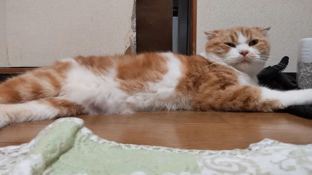 futsukayouko's tweet photo. 僕はもうすぐ⁡
⁡おばさんに運ばれて２階に行って⁡
⁡寝ることを強要されます。⁡
⁡⁡
⁡嫌です。⁡

でもみなさん、おやすみなさい。 https://t.co/VCVq3qA3jL https://t.co/KkYF2pqGr4