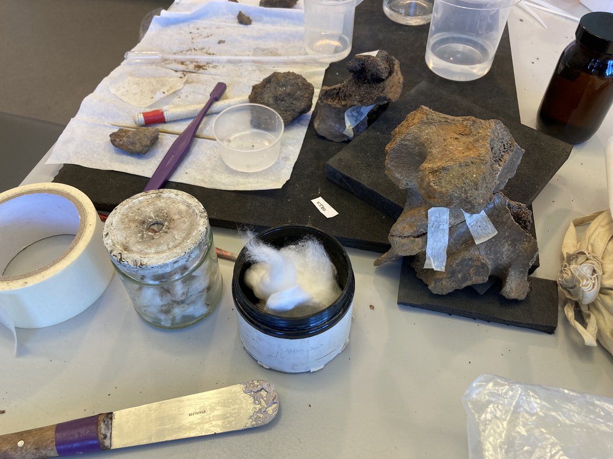 PurpleMastodon's tweet image. @CConserveCymru undertaking mammoth bone 3d jigsaw puzzles @TheDigVenturers @Ben_garrod