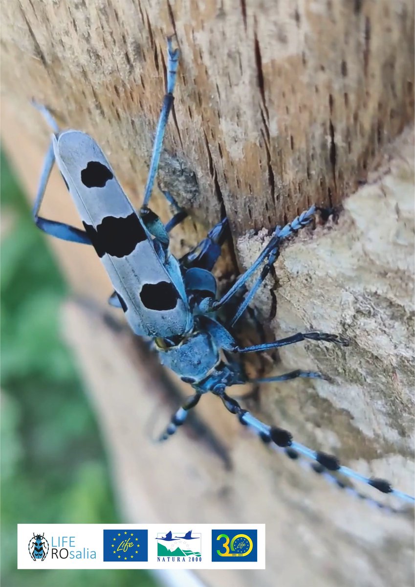 LIFENatROsalia's tweet photo. Rosalia alpina laying eggs in the cracks of a tree purchased and veteranized within the #LIFEROsalia project.
@LIFEprogramme #LIFENature #conservation #biodiversity #SaproxylicBeetles #NatureConservationExperience #APMVrancea #PutnaVranceaNaturalPark #CCMESI #ACDB https://t.co/4FFJ0pysGS