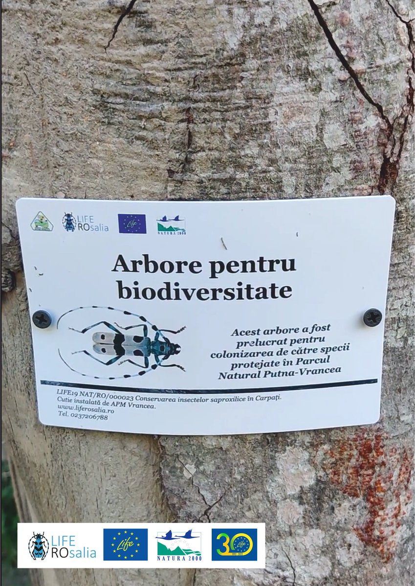 LIFENatROsalia's tweet photo. Rosalia alpina laying eggs in the cracks of a tree purchased and veteranized within the #LIFEROsalia project.
@LIFEprogramme #LIFENature #conservation #biodiversity #SaproxylicBeetles #NatureConservationExperience #APMVrancea #PutnaVranceaNaturalPark #CCMESI #ACDB https://t.co/4FFJ0pysGS