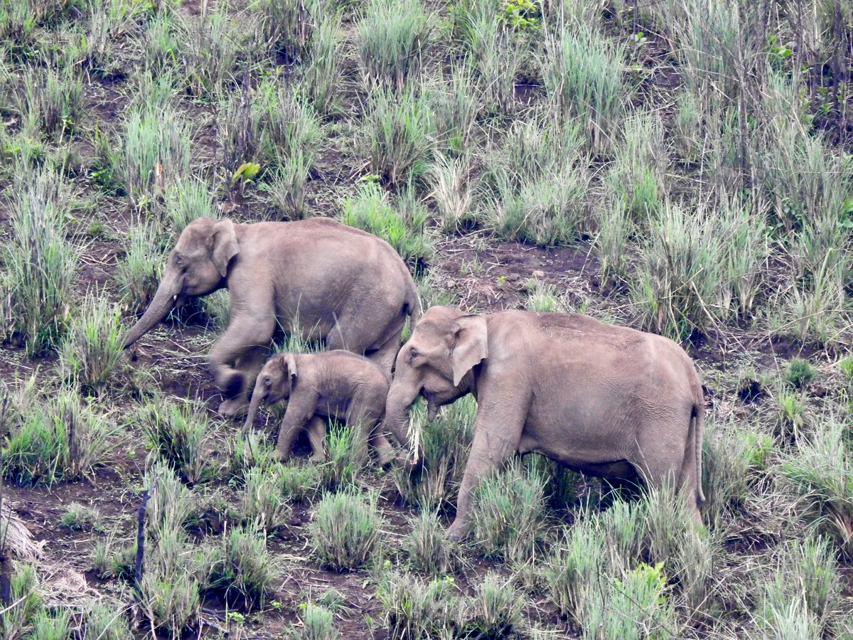 Dia Mirza tweet media