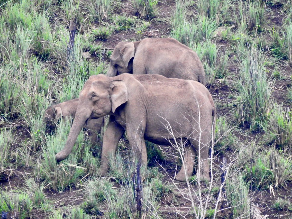 Dia Mirza tweet media