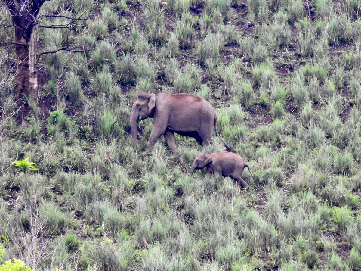 About 26000 wild Asian Elephants are in India,50% of the 🌏 Asian Elephant population. With loss of forest cover and their ancient paths obstructed there is a rise in conflict and loss of life. We need to do more to ensure #RightOfPassage #WorldElephantDay #NationalHeritageAnimal