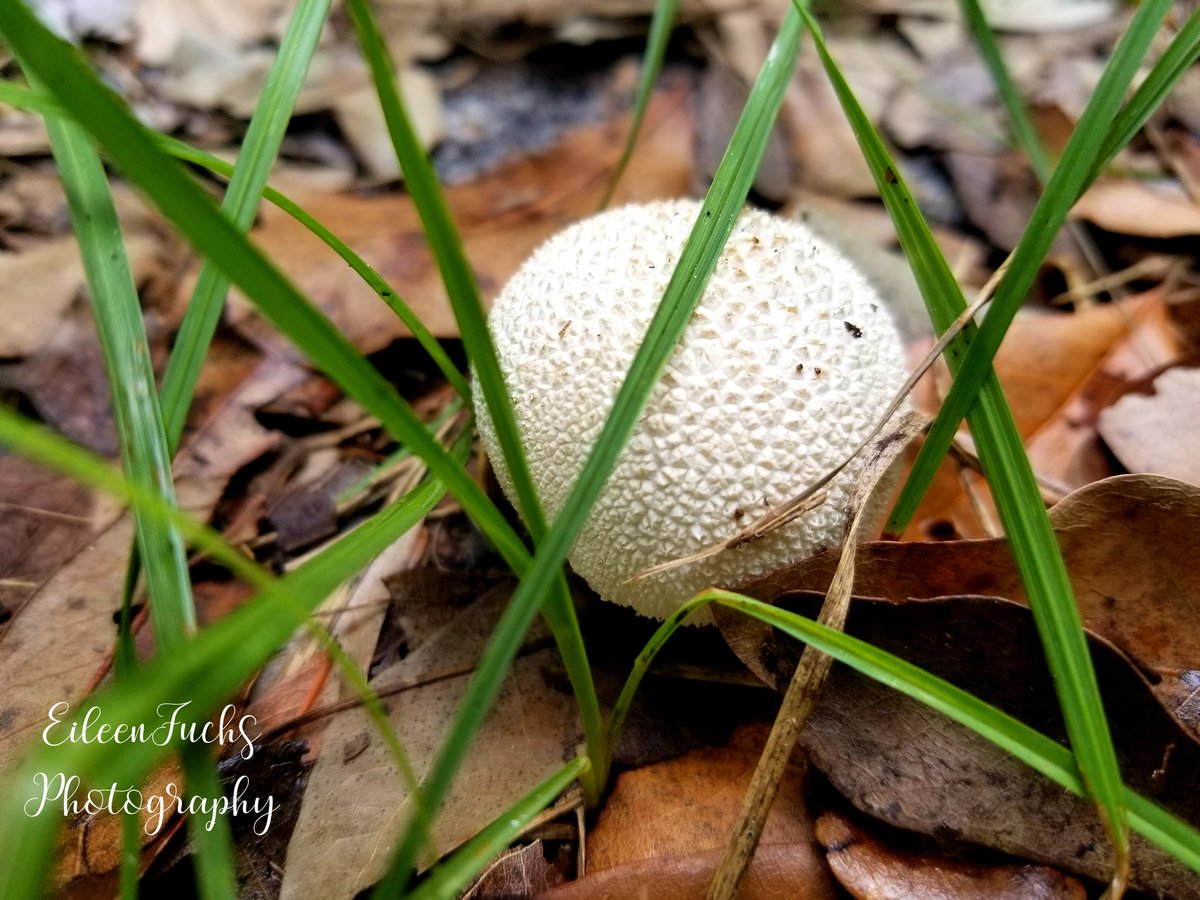 HomeSweetFL1's tweet photo. "I've learned that we're all entitled to have our secrets." -Nicholas Sparks
๐๐ฟ๐๐๐
#FungiFriday #CommonPuffball #Mushroom #photography #nature #NaturePhotography #fungi #Macro #macrophotography #TwitterNatureCommunity https://t.co/wEEYn7MNb3