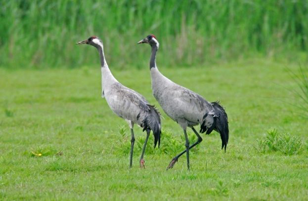 Orkneytim's tweet photo. @JezCox Common Crane Image. my wife and I have seen these wonderful birds in Norway and in Sweden. In the summer they form breeding pairs and tend to fly in pairs. https://t.co/CfqbG1hQiL