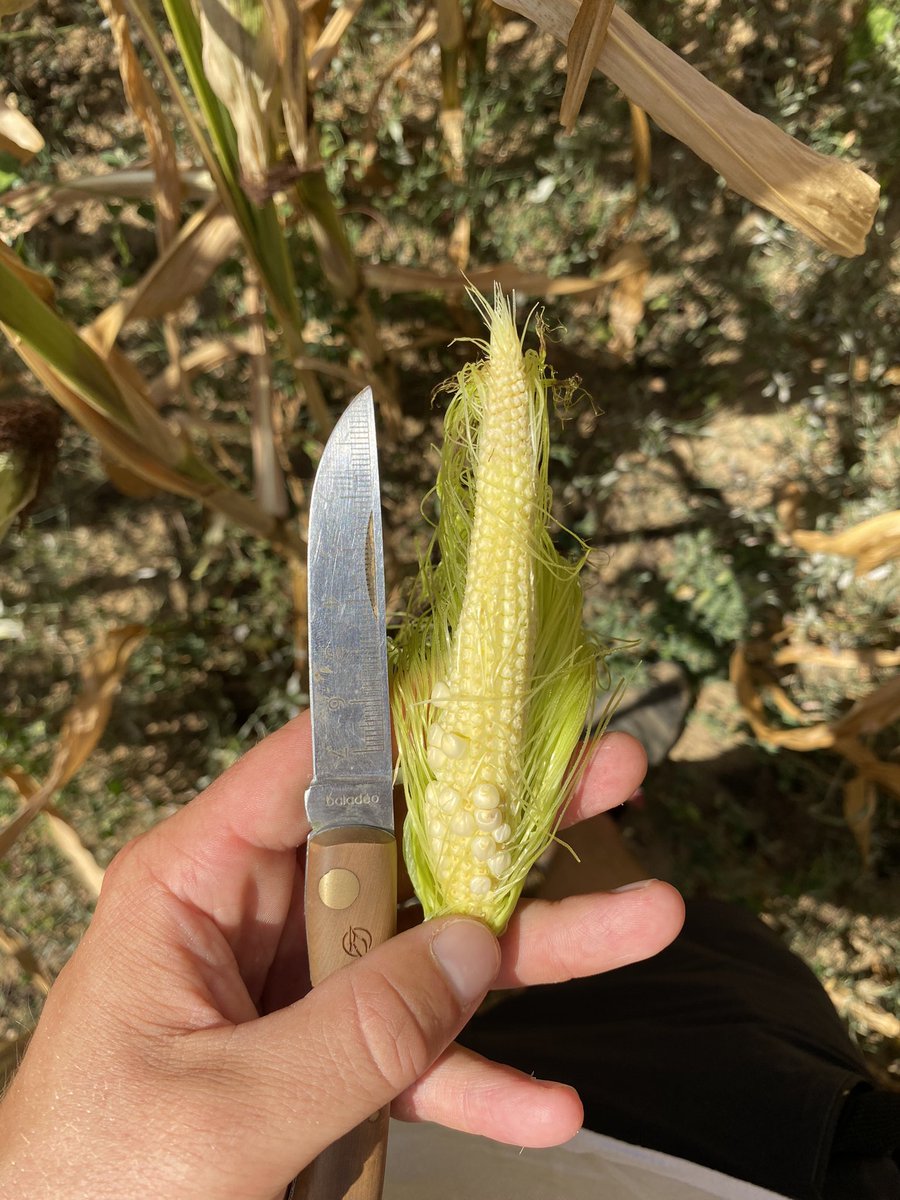Le triste constat du jours, on compare déjà peu de chose avec cette année « chaude » mais si on rajoute les « effets » semis irrégulier, on n’a rien, zéro grain