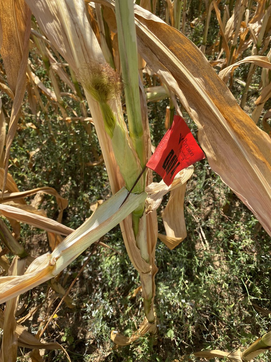 Baptiste Duhamel tweet media