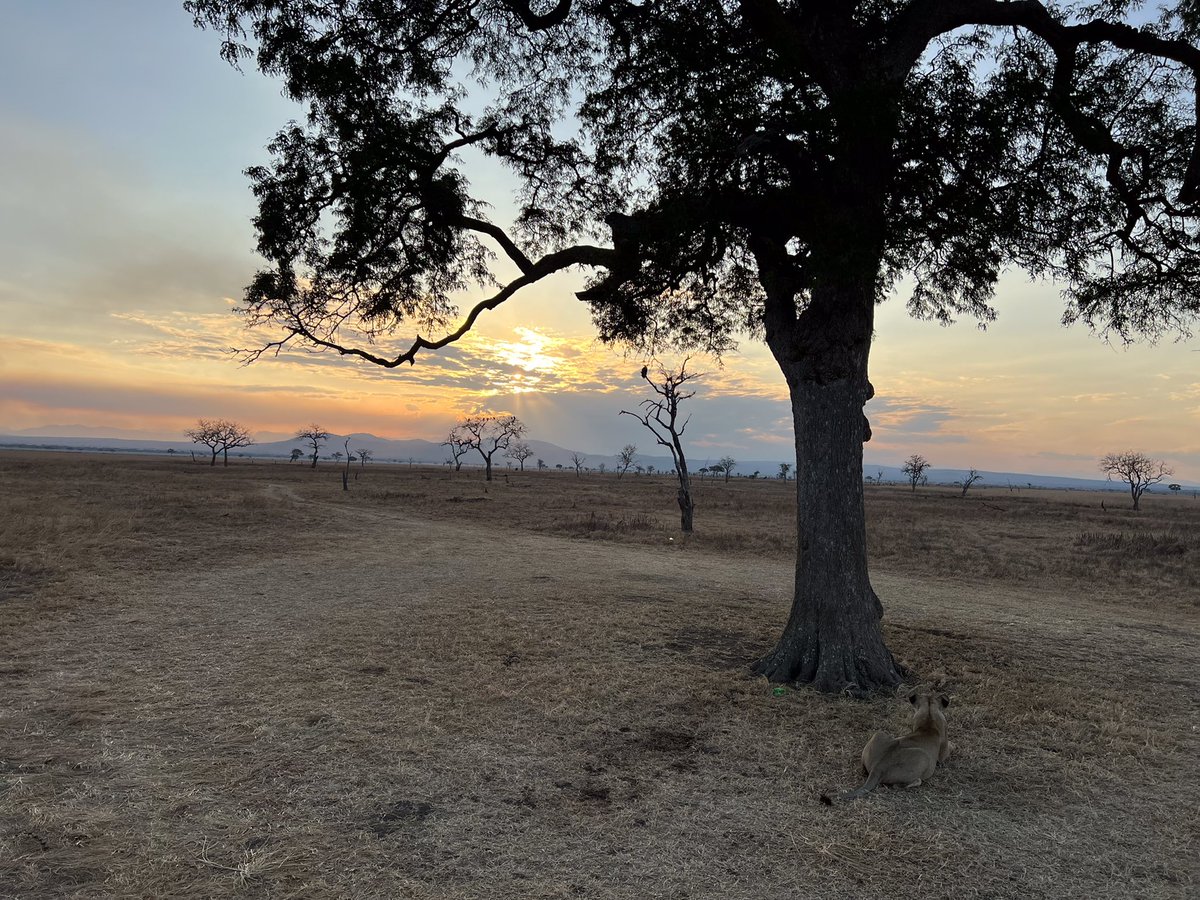 When the sun is setting leave whatever you are doing and watch it Lion at Mikumi National Park while enjoying the sunset view we decided to join and enjoy the spectacular sunset view together 😂☺️ This experience should be on your bucket list and we will plan everything for you