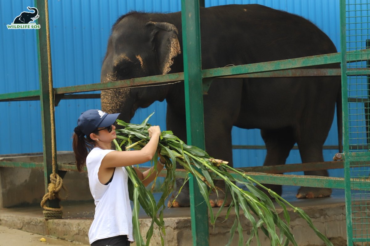 WildlifeSOS's tweet photo. Renowned Indian actress @jenwinget celebrated #WorldElephantDay at the #WildlifeSOS Elephant Conservation &amp; Care Centre.

The avid animal lover spent a few days at the centre, engaging in various volunteering activities and learning about the care of our #elephants. https://t.co/81tY0uNAkD