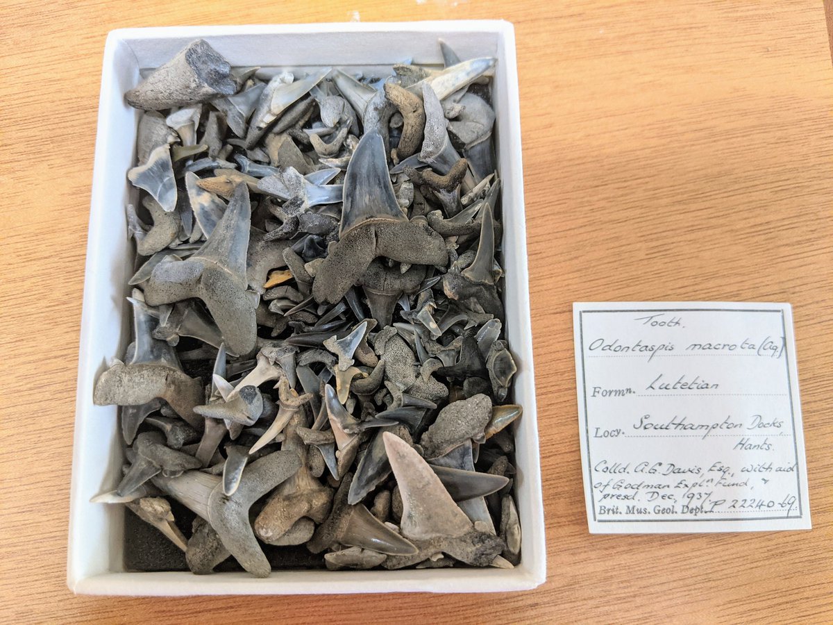 NHM_FossilFish's tweet photo. Curator problems #3784
Bulk registered shark teeth, none have been labelled individually. However, the label assigns 29 numbers. No idea which is which π€·πΌββοΈ
#curatorproblems #museums #shark #FossilFriday https://t.co/LCS7opYliA
