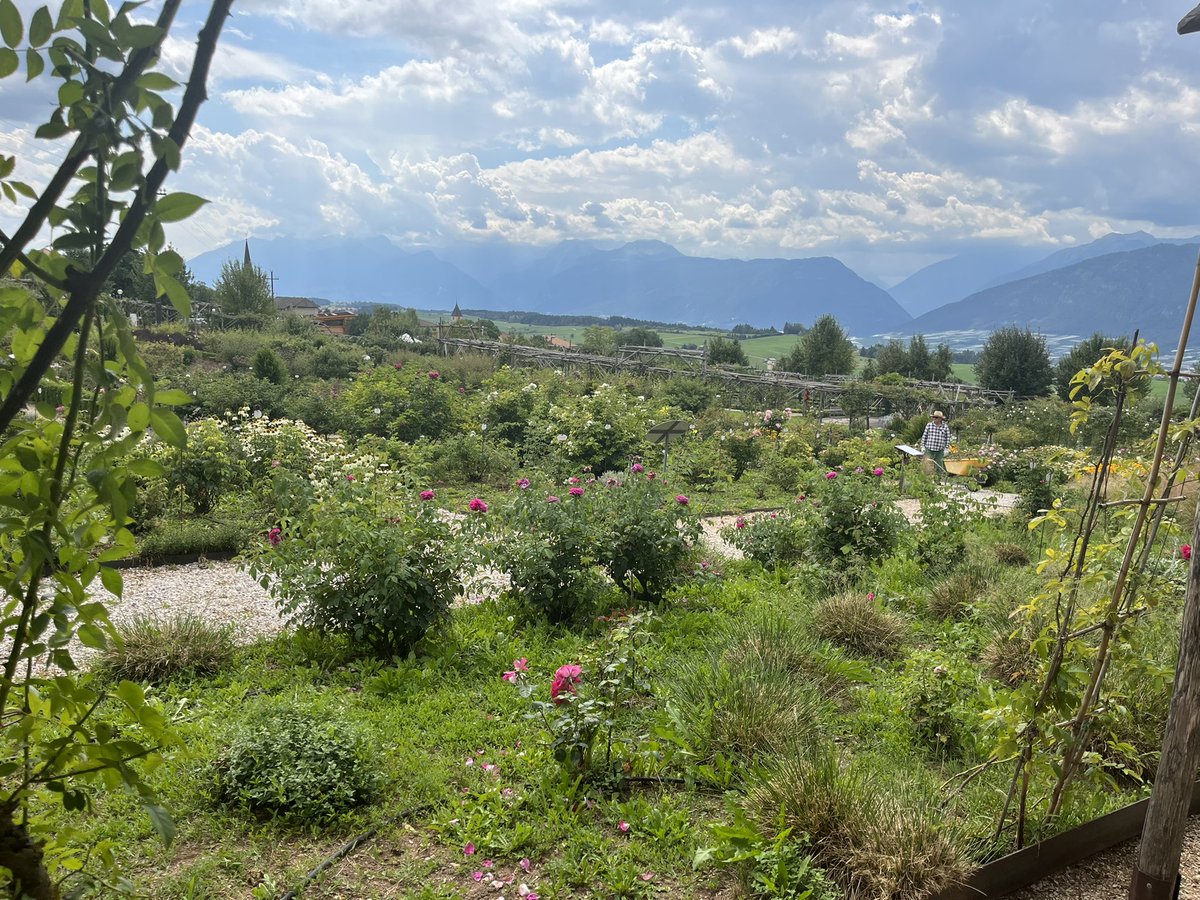 paoloangeloRF's tweet photo. Che emozione e piacere stare in mezzo a tutte queste #rose #giardinodellarosa #ronzone #valdinon #natura #visittrentino #naturephotography #naturelovers https://t.co/1f7ixWFmFN