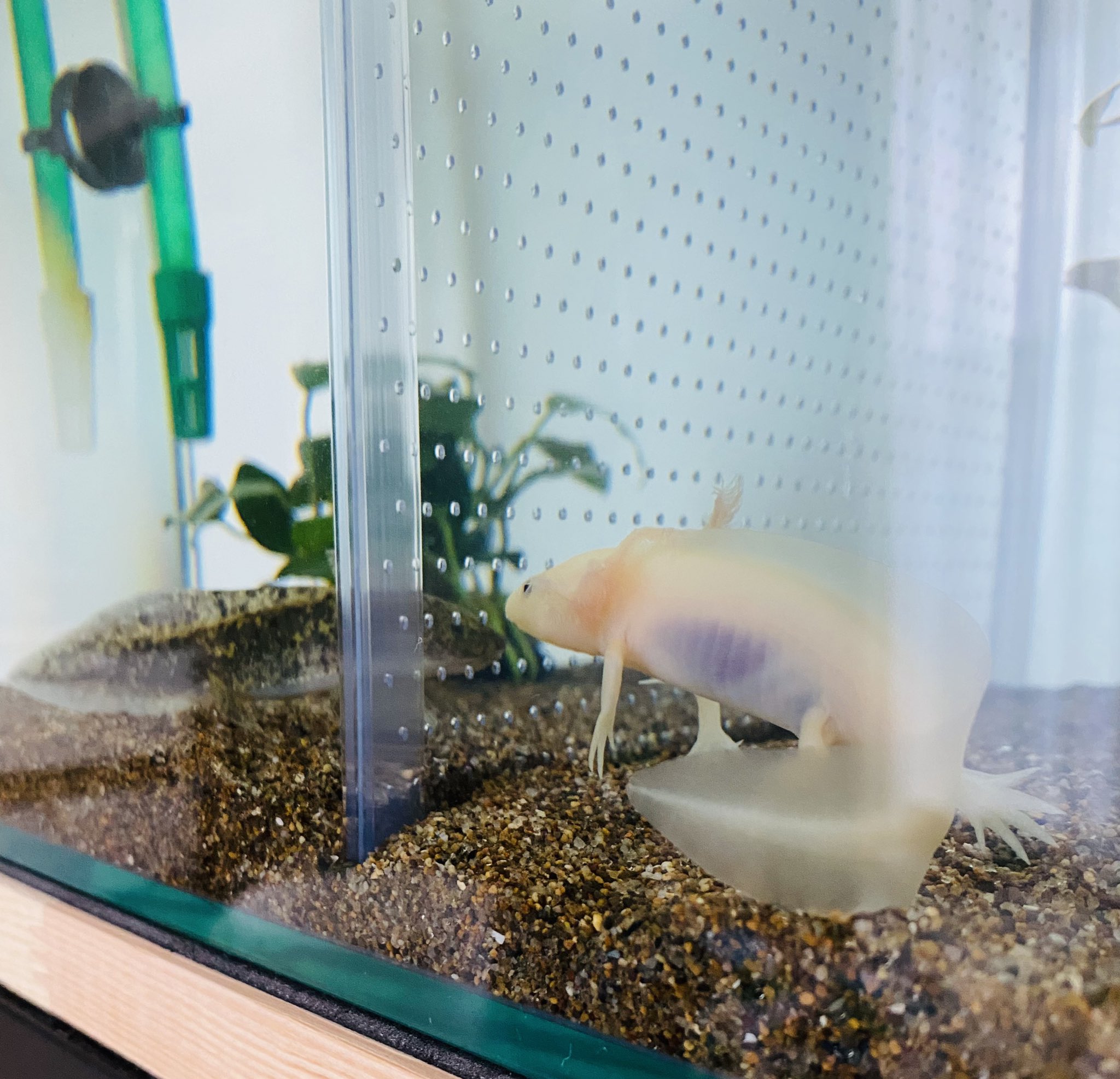 ともちん Tomochinikimono Twitter