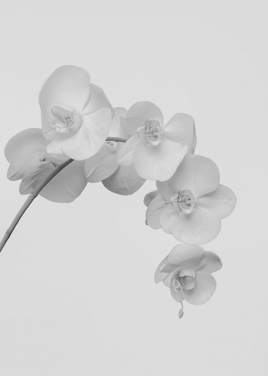 TakinShot's tweet photo. It's #FunFactFriday, and I'm here with one more Flower Fact!😊🙌

Did you know?

Orchids take about 5-7 years to bloom once germinated. Plants sold in stores are already decades old! At home, they’re easy to grow and can re-bloom several times a year.
#FlowerFacts #FlowerFriday https://t.co/jarnvezvKi