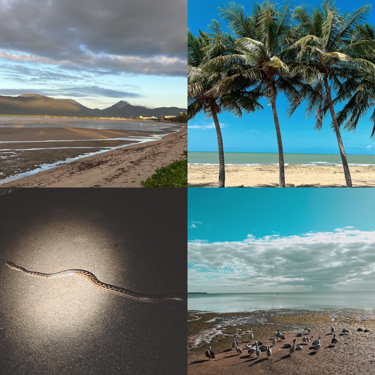 jessicalalor's tweet photo. A wrap on my first feature! 
Threatened by a Boar, counted 17 Cassowaries, survived remote backpacker accom, no shops or reception, river crossings, stunning skies, got Covid, turned 30, flooded locations, new friends, my next job offer

I cannot wait for you all to see it! https://t.co/wXpmyUqTqT