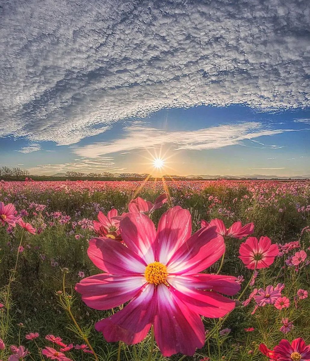🌿🌻 💛𝔈𝔳𝔢𝔩𝔶𝔫 💛🌻🌿 tweet media