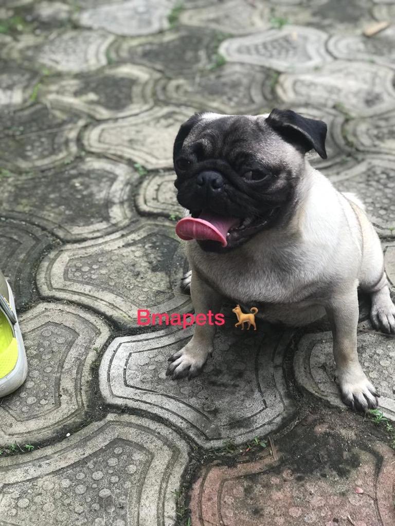 BABATADE's tweet image. Available for stud.