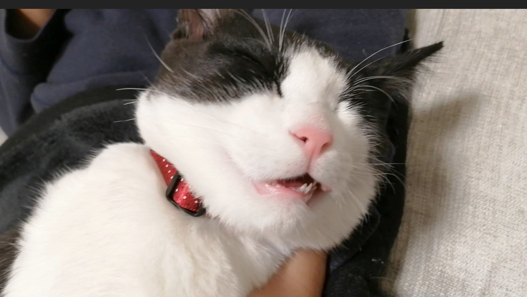 猫マックとの暮らし Neko Mac Twitter
