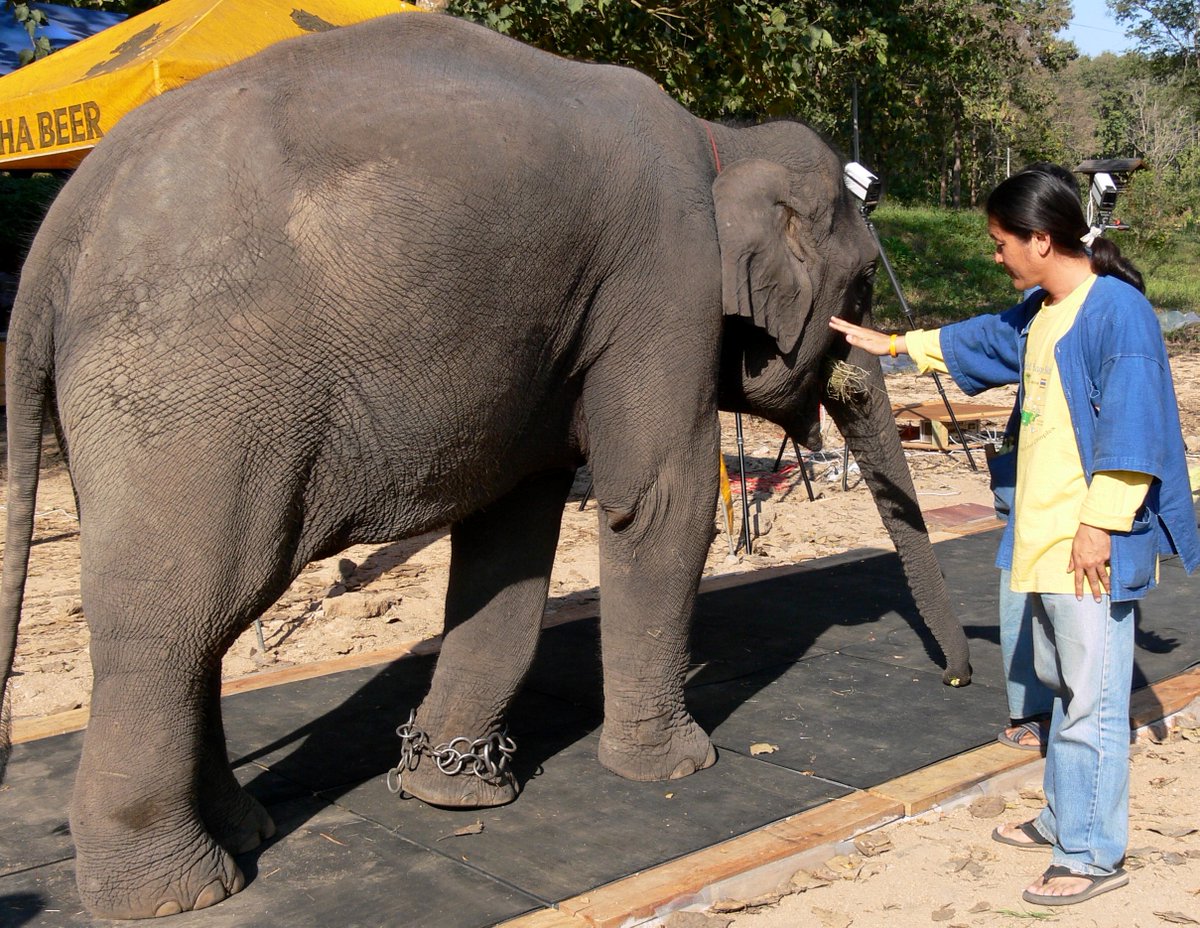 dewolf_arthur's tweet photo. #WolrdElephantDay
Starting from the idea of Dr Ivanenko (https://t.co/kk18jHfzEU), we confirm, comparing dogs and elephants, that  some aspects of sensorimotor postural control do not scale with size (https://t.co/IVhu2xX0QI) https://t.co/t6uJgKa7ny