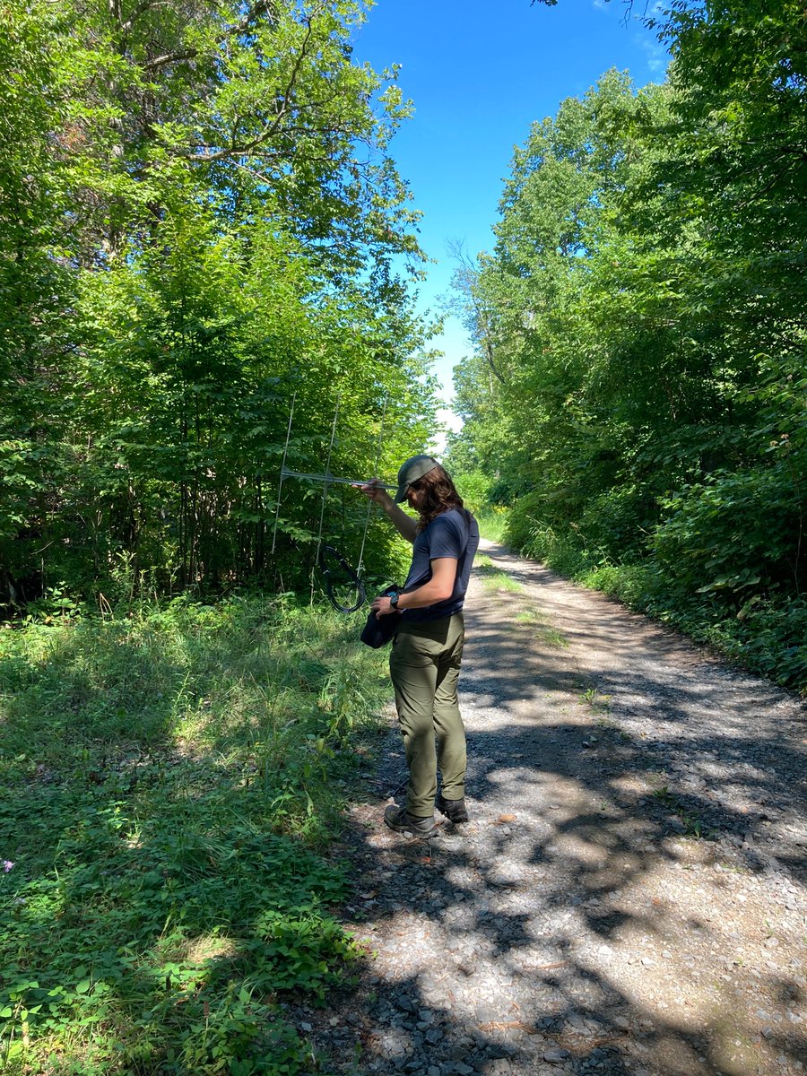 Christina_Davy's tweet photo. #skysharks keeping the team busy, as the bats do their best to shed their tags as quickly as possible.  (Makes it extra rewarding each time one is located!) 

Also celebrating reaching >300 pathogen-surveillance samples for @jdkotwa &amp; Samira Mubareka! 🥳 https://t.co/rdQYZHTFsS