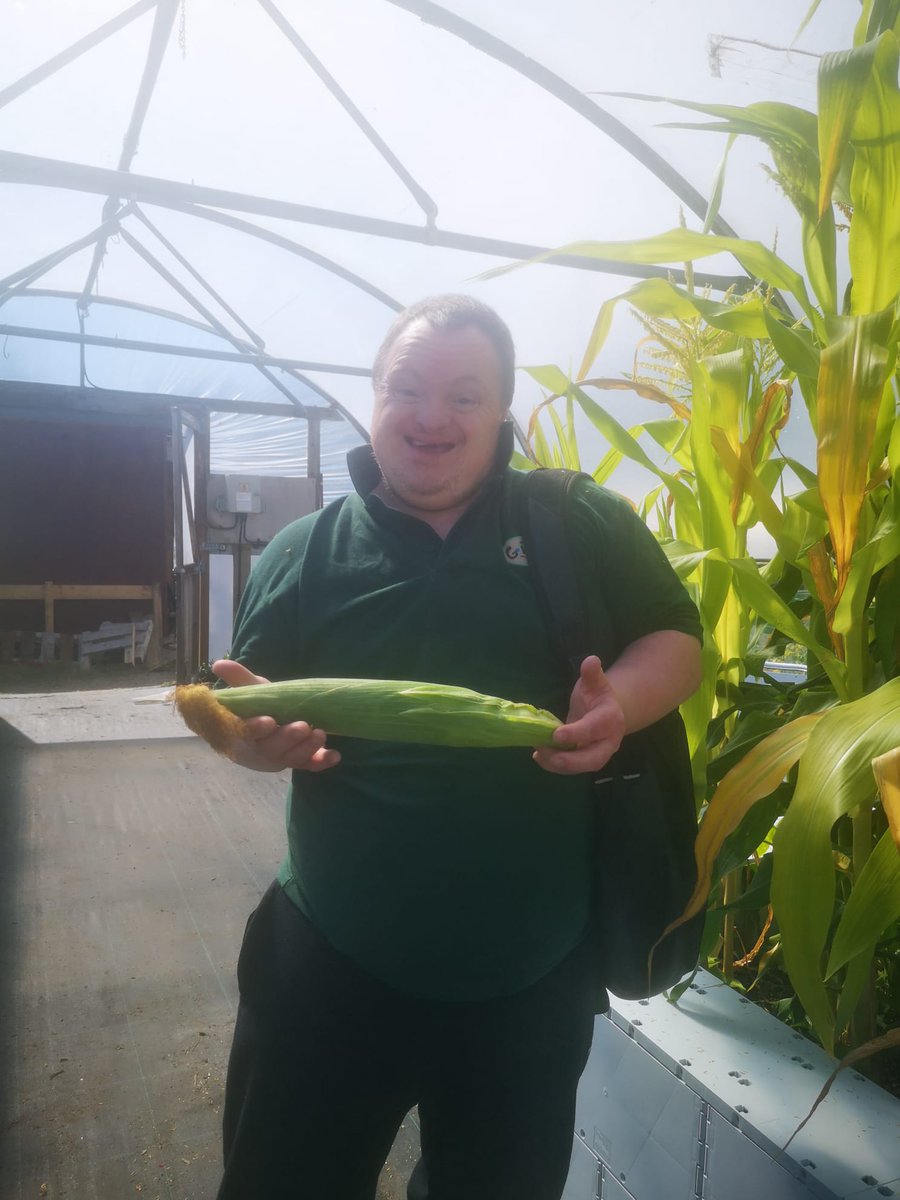 inthebotanics's tweet photo. Richard sowed sweetcorn in modules back in April and put them in our propagator. The Grow gang planted them into our #quickblock bed in June. The corn is looking great and Richard is away home with a beautiful cob for his dinner. https://t.co/2XZ4qKuIuX
