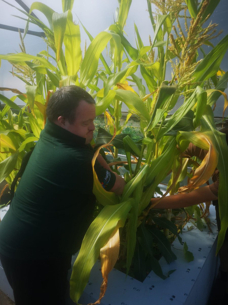 inthebotanics's tweet photo. Richard sowed sweetcorn in modules back in April and put them in our propagator. The Grow gang planted them into our #quickblock bed in June. The corn is looking great and Richard is away home with a beautiful cob for his dinner. https://t.co/2XZ4qKuIuX
