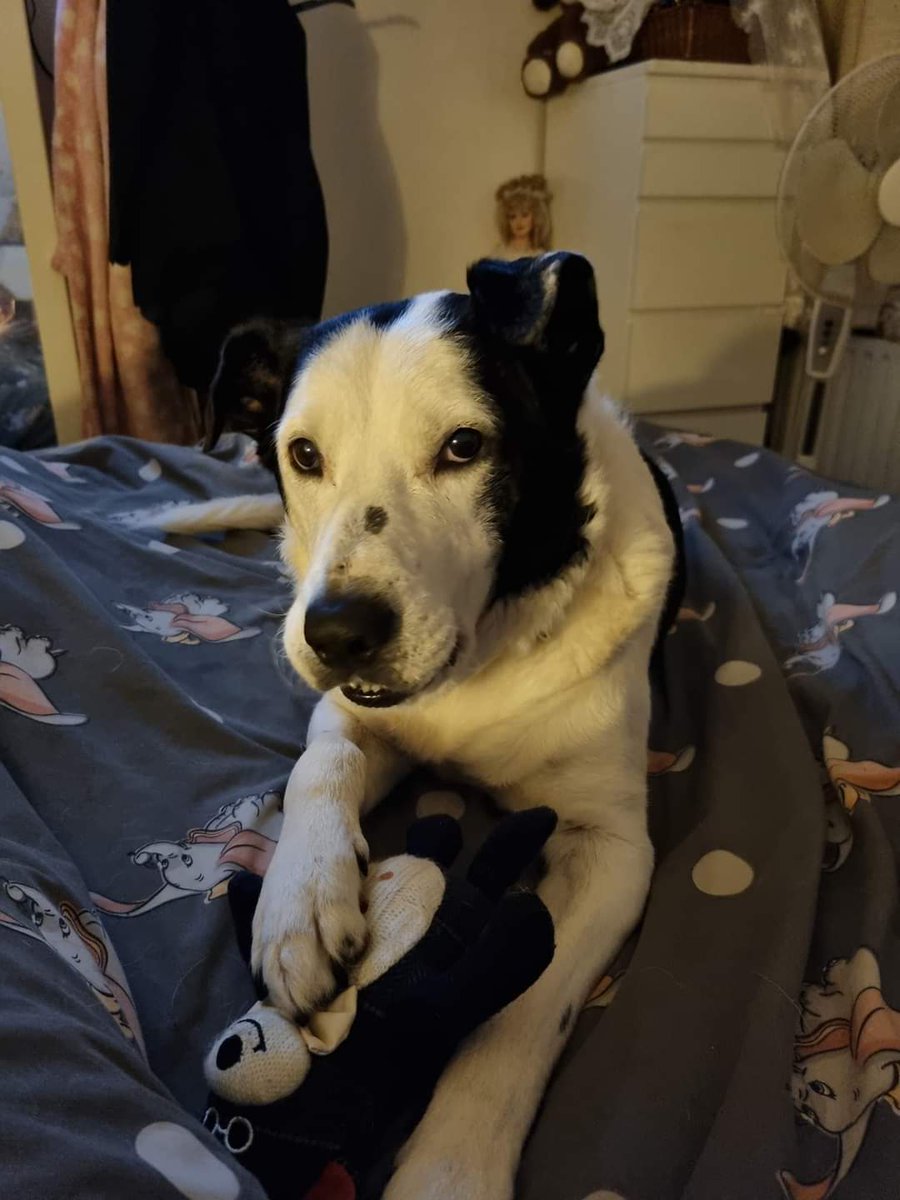 Saintwalker1's tweet photo. This amazing loving, soft, gentle, funny boy. Our Buddy gained his wings today and went over the rainbow bridge. 🐾💙🌈 😭
#rainbowbridge #resuedogs https://t.co/wC88lFix8O
