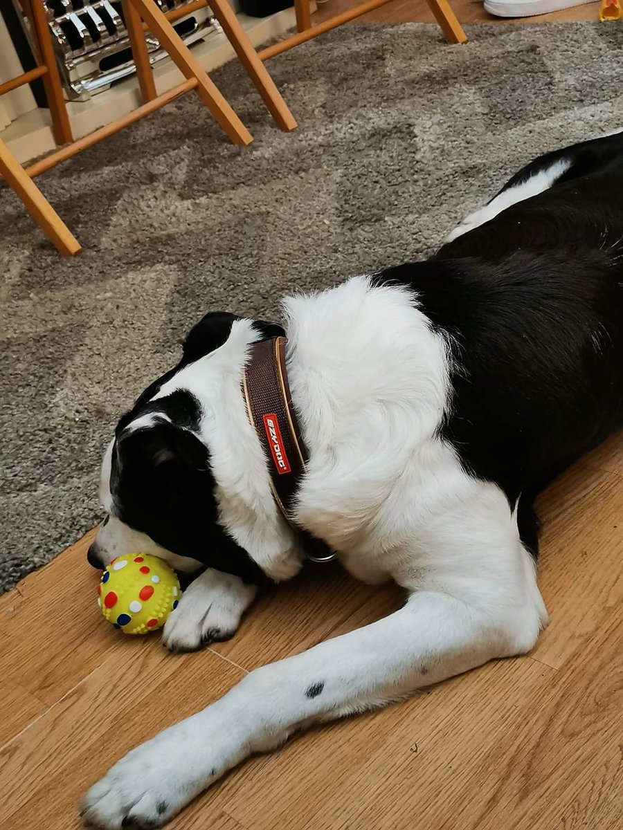 Saintwalker1's tweet photo. This amazing loving, soft, gentle, funny boy. Our Buddy gained his wings today and went over the rainbow bridge. 🐾💙🌈 😭
#rainbowbridge #resuedogs https://t.co/wC88lFix8O