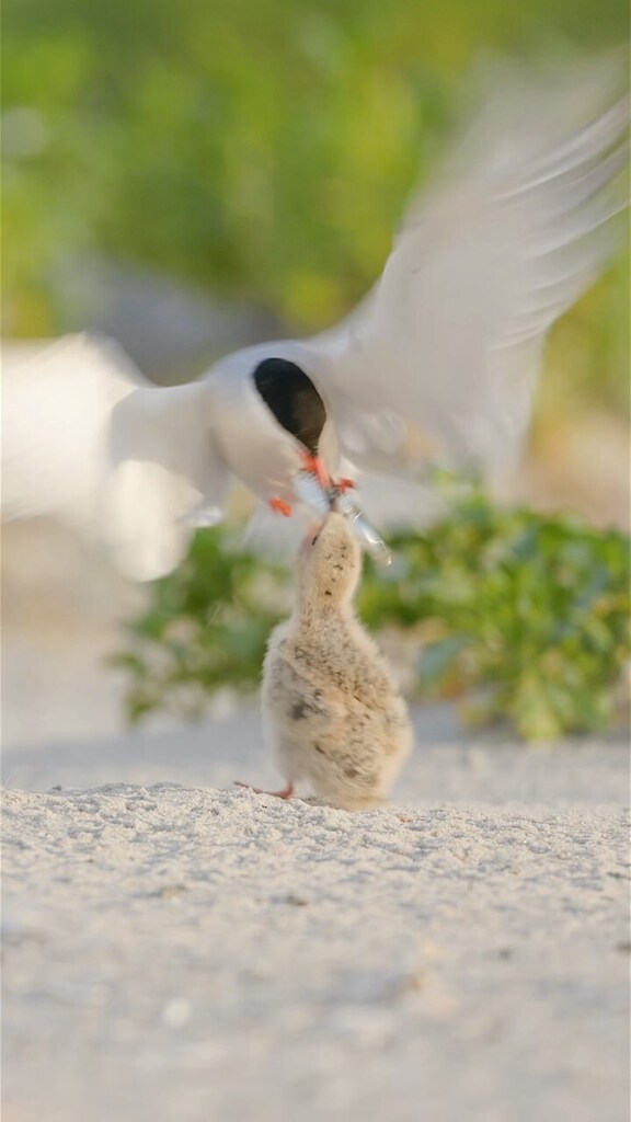rinamiele's tweet photo. Thief! Did the little guy end up with a meal?! 😬
#tern #commontern #wildlife #shorebirds #nature #shore #bird #birdphotography #birdphoto #sharetheshore #sunrise #longisland #beach #summer #canon #R3 #ternlovers #shorebirds_habitat #chick https://t.co/yo6wJh9NIw https://t.co/oeV8tB3gxh