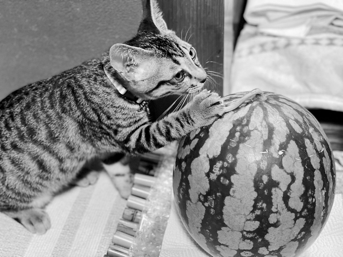 ばーば(母)に御供えしたスイカ🍉を齧っちゃうホタテ

さみしくなったね

疲れてる筈なのに眠れないのです
目蓋を閉じてしまうのが惜しいから

母は偉大です
とてもさみしい