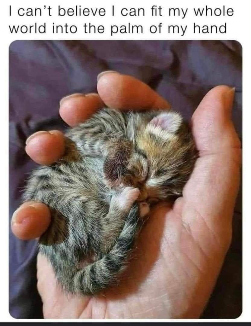 WholesomeMeme's tweet photo. https://t.co/g2pZiVDonK