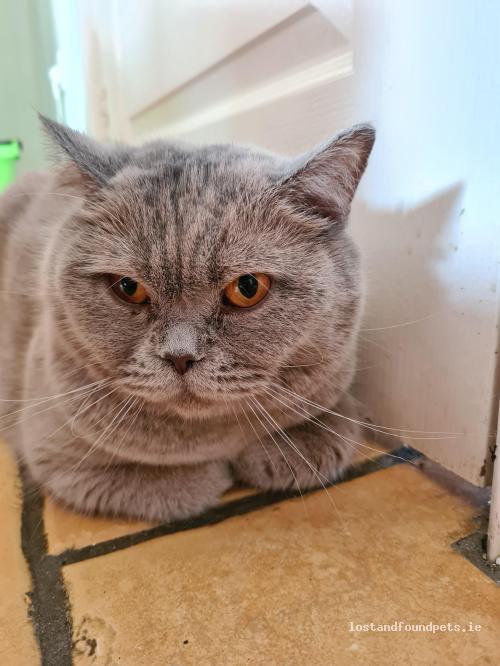lostfoundpets's tweet photo. A male cat was lost on 29/07/2022 in 44 Dunfierth Park, #Johnstownbridge https://t.co/GBqOxERxkc #lpie https://t.co/F8FdPEjSkz