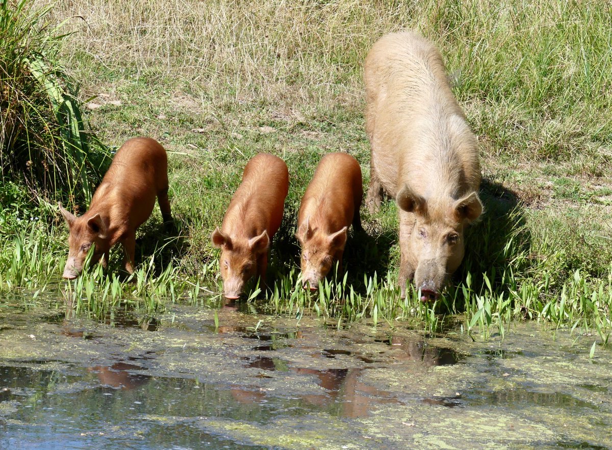 In hot weather our Tamworths regulate their body temperature by eating less, relaxing in the shade, wallowing in mud holes or taking a dip in the lake.

 📷 by Pippa Reay.

#Tamworths #Tamworthpig #pastureforlife #freetoroam