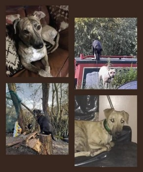 millypod1's tweet photo. 🆘29 JULY 2022 #Lost STAN & BERT #ScanMe #Tagged
Blond Brindle Whippet & Black Labrador Cross Males
Roydon Lock House #Roydon #Essex #CM19 5EF
Ran off towards #Harlow by The #RiverStort
SIGHTINGS PLZ ☎️07415257026/ 07973163141
https://t.co/ewwTHOvxZx https://t.co/f6WRA7AADn