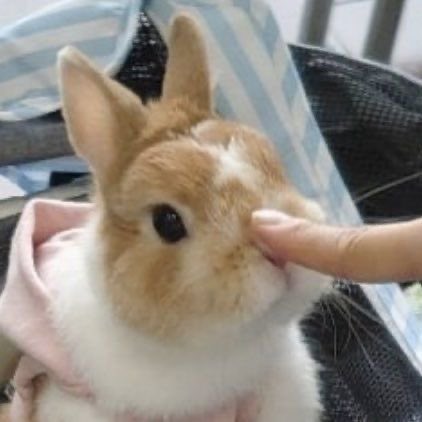 ₍ᐢ. ̫.ᐢ₎ (@hourlysoobun) on Twitter photo 