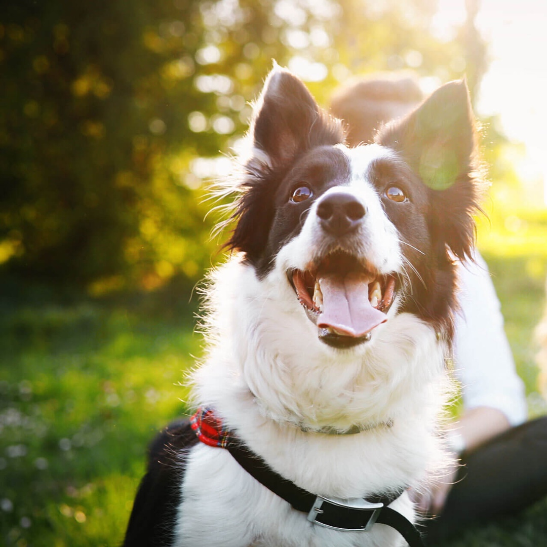 iVisitNI's tweet photo. Celebrating International Dog Day this August, Paws for Nature honours our furry friends with tasty treats from artisan dog bakers, doggy apparel, to expert advice from trainers. 
@nationaltrust 

For more information - https://t.co/cBm3rfIYJv

#familydayout #dog #NorthernIreland https://t.co/foQJMeKwzJ