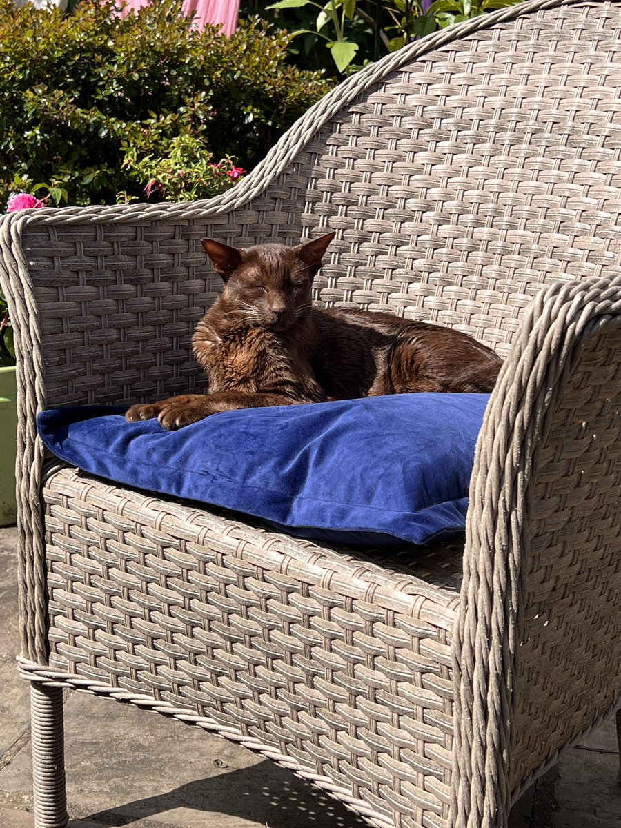 Emblyn3's tweet image. Our most precious Coco is 16 today. She is the sweetest baby and we love her so much #CatsofTwittter #sundayvibes