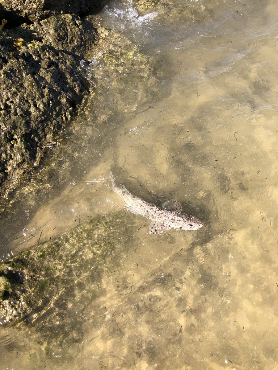 gus_dawn's tweet photo. @ObsFAUNA #pyla #latestedebuch #faunesauvage #faune #requin #requinroussette #pylasurmer requin roussette désorienté observé aujourd’hui sur la plage du Pyla https://t.co/nXcynFtITx