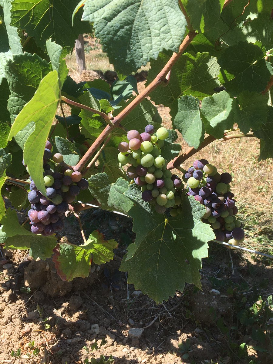 ClaireMarc89's tweet photo. #VéraisonTime pinot noir, #GrangeDeBeauvais 😉

#ConservatoireCepages #Venouse #AbbayePontigny #WineLovers #VinsBourgogne #Yonne89

@HISTOIRE_DU_VIN @VinsdeBourgogne @comagri_france https://t.co/xTsDPuB2IJ