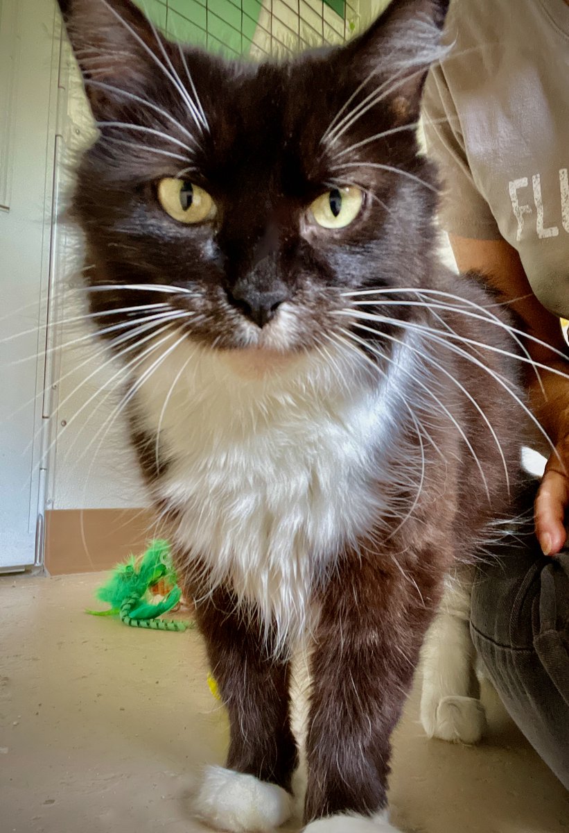 💖Oreo's one of our "spring #rescue Mamas" (strays found pregnant). She had a healthy litter of #kittens. Now she's ready to be someone's #lovebug. She's mellow &amp; adores sitting next to us. #Virginia #NoVA #DC #Maryland #WashingtonDC #pets #PositiveVibes #cats #sundayvibes #love