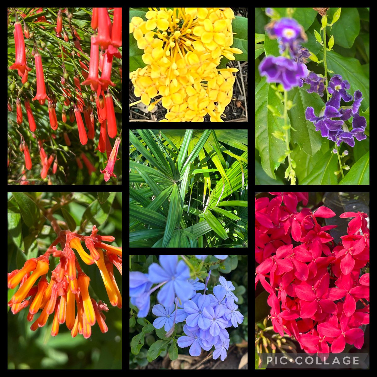 ClareMPritchard's tweet photo. Grace and Jack went on a rainbow nature hunt in Disneyβs Animal Kingdom yesterday and found some beautiful colours π @thingwallprima1 #rainbowsofnature https://t.co/p44tRYVA6A