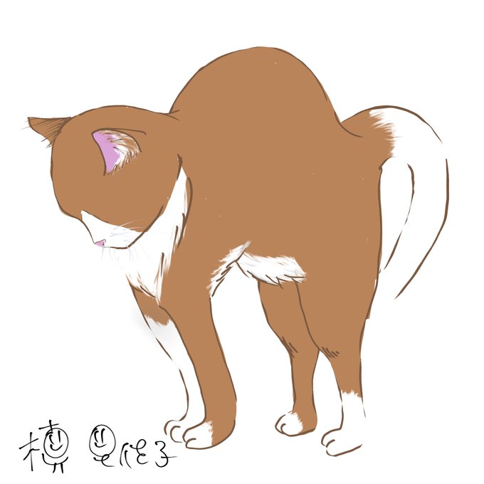 伸びる猫のtwitterイラスト検索結果