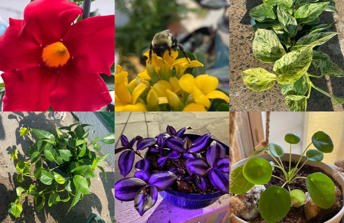 knowtherisks's tweet photo. Collage of just a few of my babies 🪴🥰 #pothos #marblequeen #planttwitter #GardeningTwitter #flower #nature #plants #Happiness #plantsmakepeoplehappy #summer #collage #love #plantmom https://t.co/NJhuX9bRGF