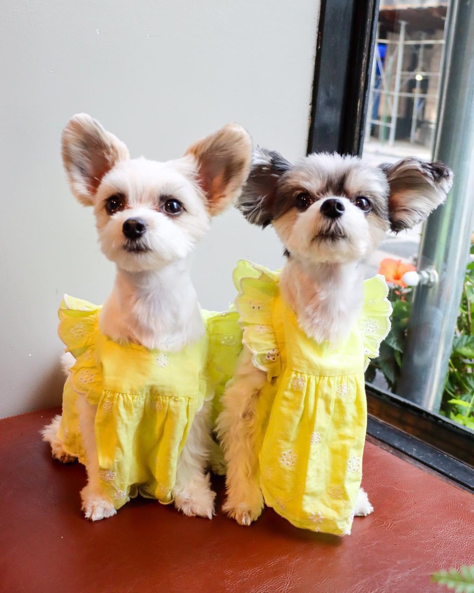 TINKERBELLEadog's tweet photo. “It isn’t summer without an eyelet dress” - Tinkerbelle &amp; Belle 🐶☀️👗
.
.
.
.
#dogmodels #dogmodel #nycdogs #dogsofnewyork #dogsofnyc #pupfluencer #famousdogs #betches #eyeletdress #fashiondogs #cutenessoverloaded #pupstyle https://t.co/CmYLLnUf4m