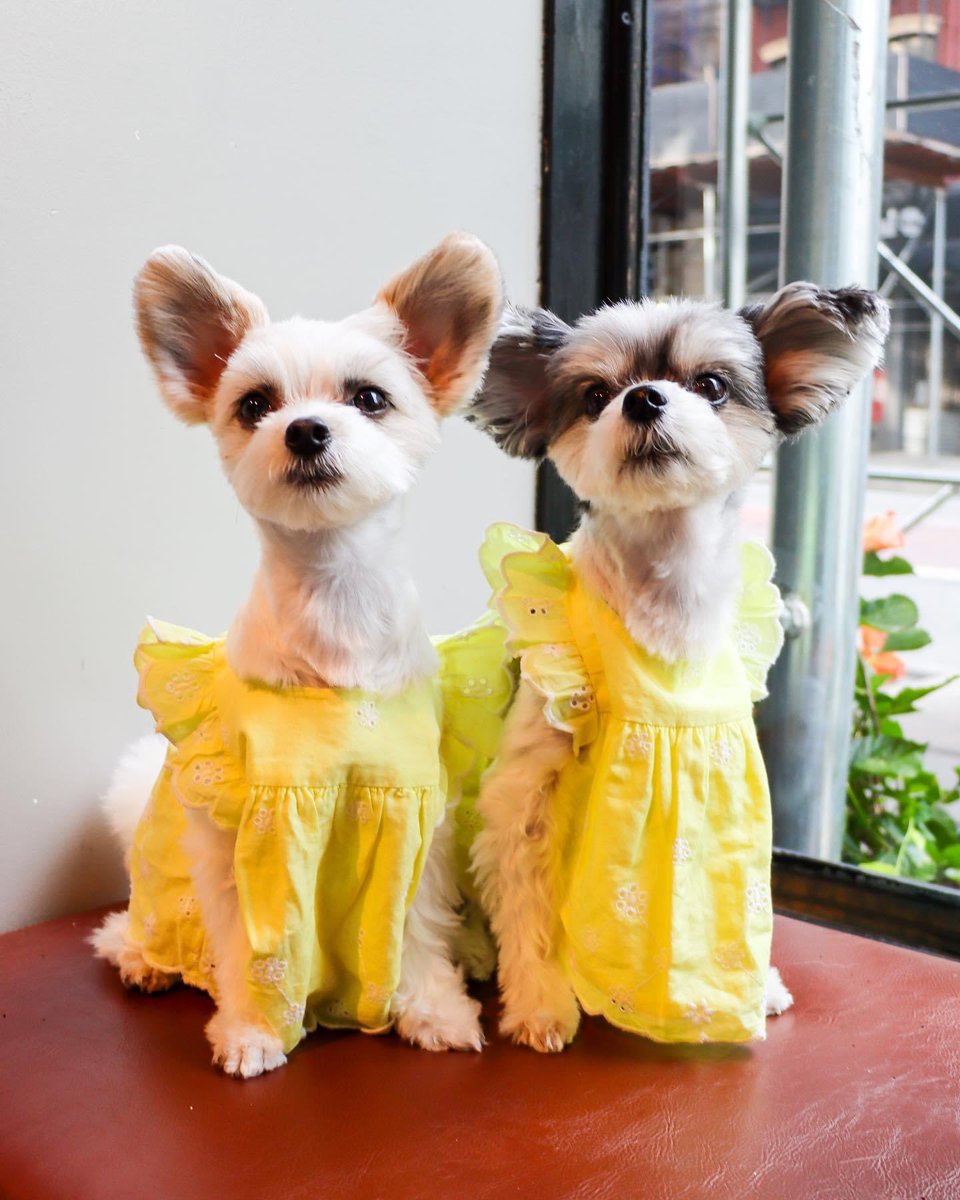 TINKERBELLEadog's tweet photo. “It isn’t summer without an eyelet dress” - Tinkerbelle &amp; Belle 🐶☀️👗
.
.
.
.
#dogmodels #dogmodel #nycdogs #dogsofnewyork #dogsofnyc #pupfluencer #famousdogs #betches #eyeletdress #fashiondogs #cutenessoverloaded #pupstyle https://t.co/CmYLLnUf4m