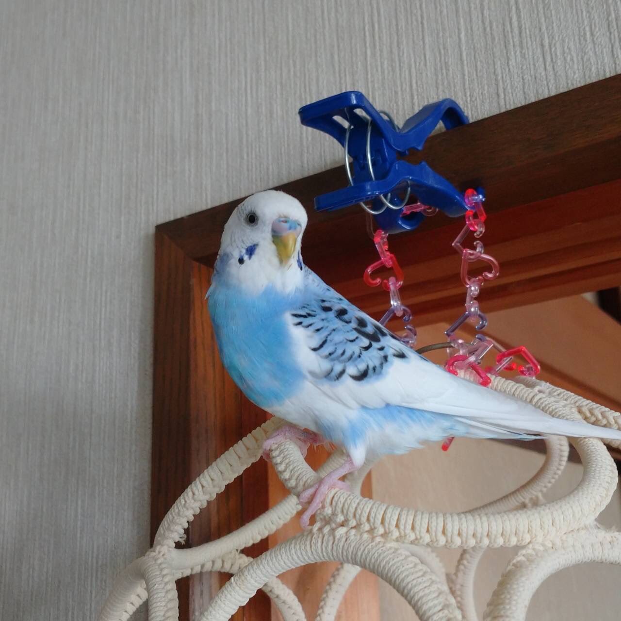 ももか (@ars_s125red) / X