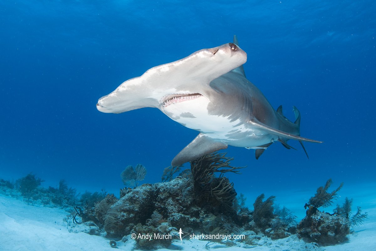 NCAquariumFF's tweet photo. The #GreatHammerhead shark is the largest of all nine hammerhead species. The species reaches an average length of 13.1 feet and weight of 500 pounds. The longest great hammerhead ever recorded was 20 feet long, and the heaviest ever recorded was 991 pounds. #SaveSharks https://t.co/4F4AQy4cFk