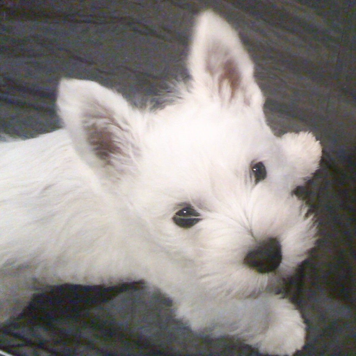 Macduff Austin-Chester tweet media