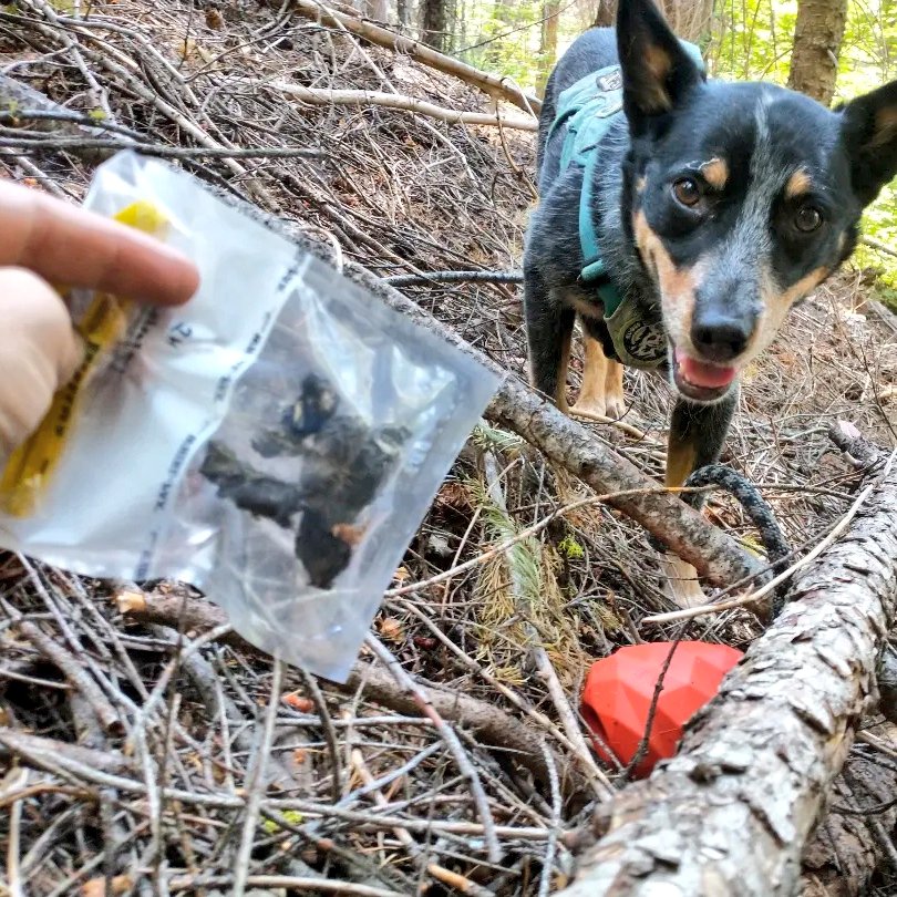 roguedetection's tweet photo. #ConservationDogs Pips, Whisper, Filson & Willow are leading the way for this #RuggedResearch. They'll be sniffing for several species simultaneously! Multi species projects like these are so exiting for our hard working, #FetchObsessed, #DetectionDogs because it means more BALL! https://t.co/3UnzXFpEGk