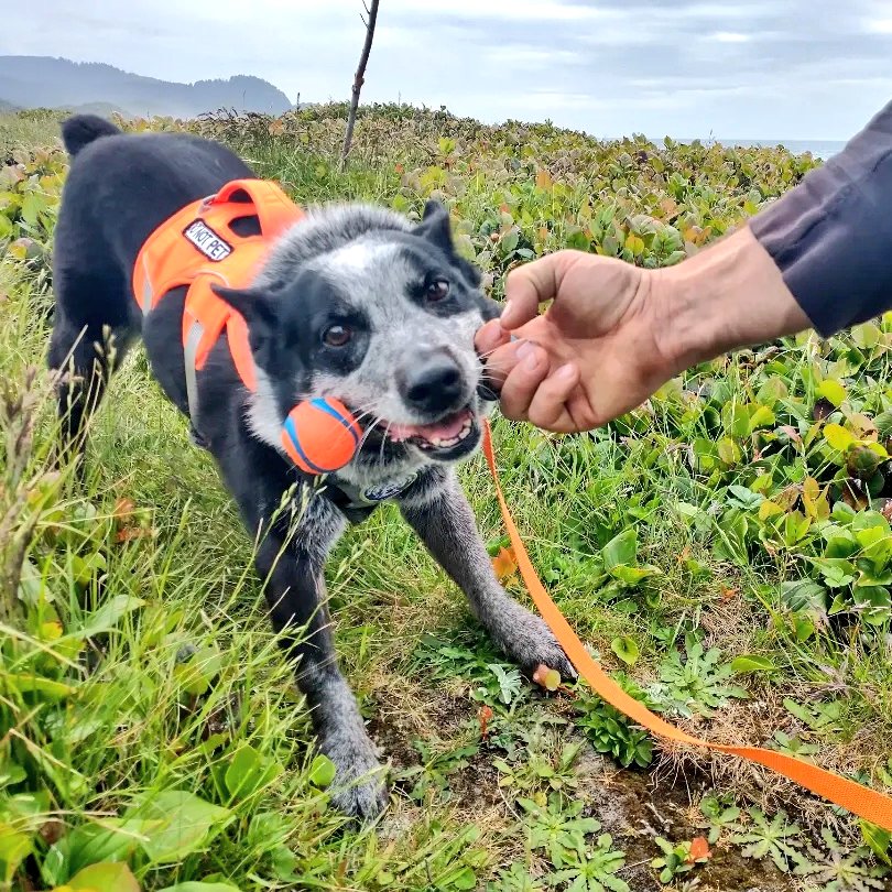 roguedetection's tweet photo. #ConservationDogs Pips, Whisper, Filson & Willow are leading the way for this #RuggedResearch. They'll be sniffing for several species simultaneously! Multi species projects like these are so exiting for our hard working, #FetchObsessed, #DetectionDogs because it means more BALL! https://t.co/3UnzXFpEGk